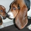 Puppies2 Puppies2